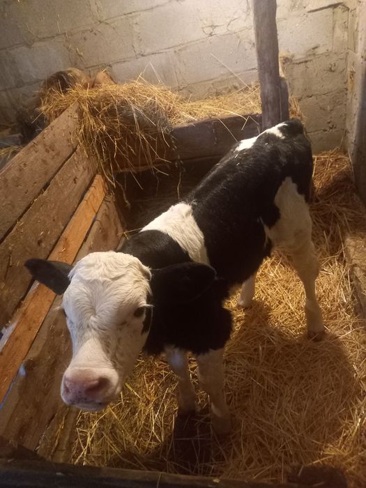 Продамо тижневого бичка