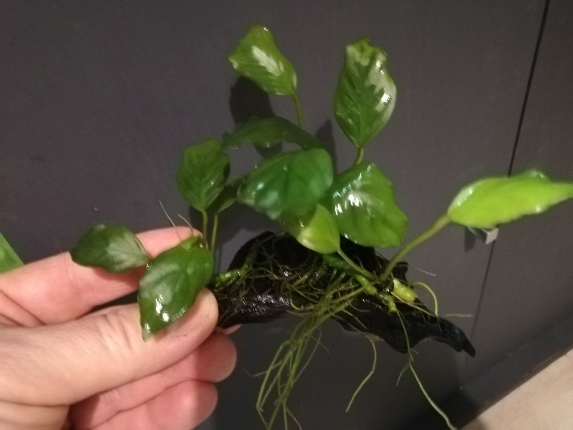 Anubias xxxxxxxxxxx