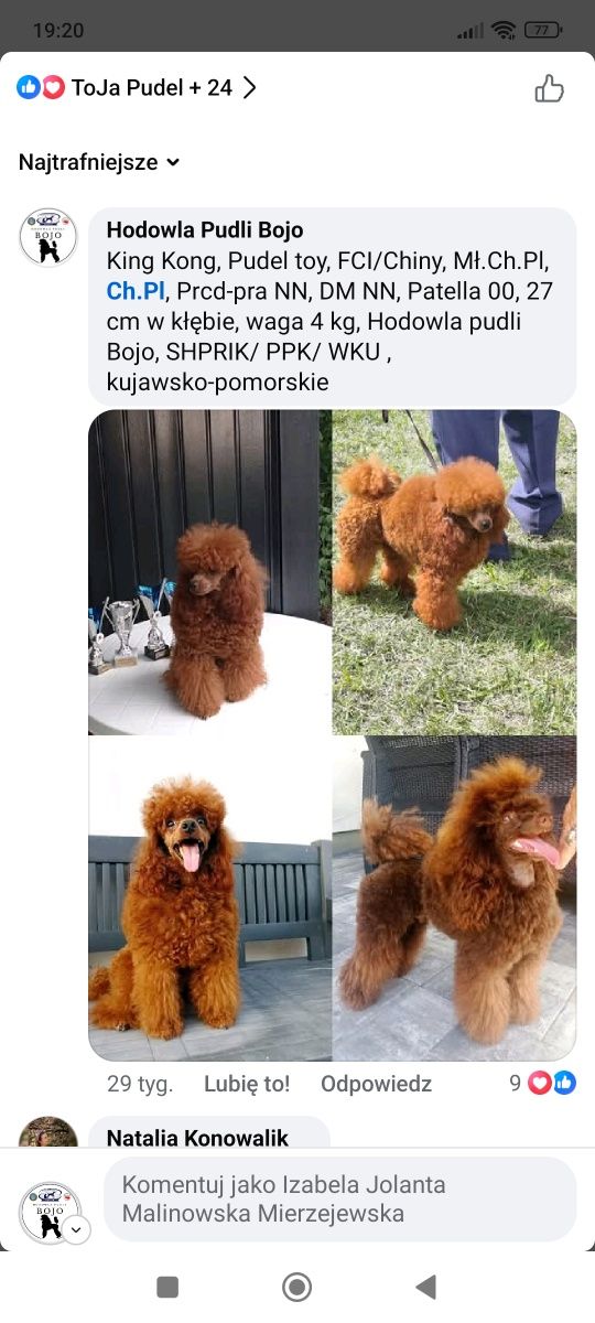 Pudel toy red/płowy