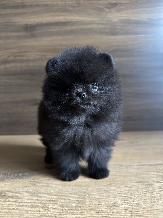 POMERANIAN szpic miniaturowy miś lalka :)