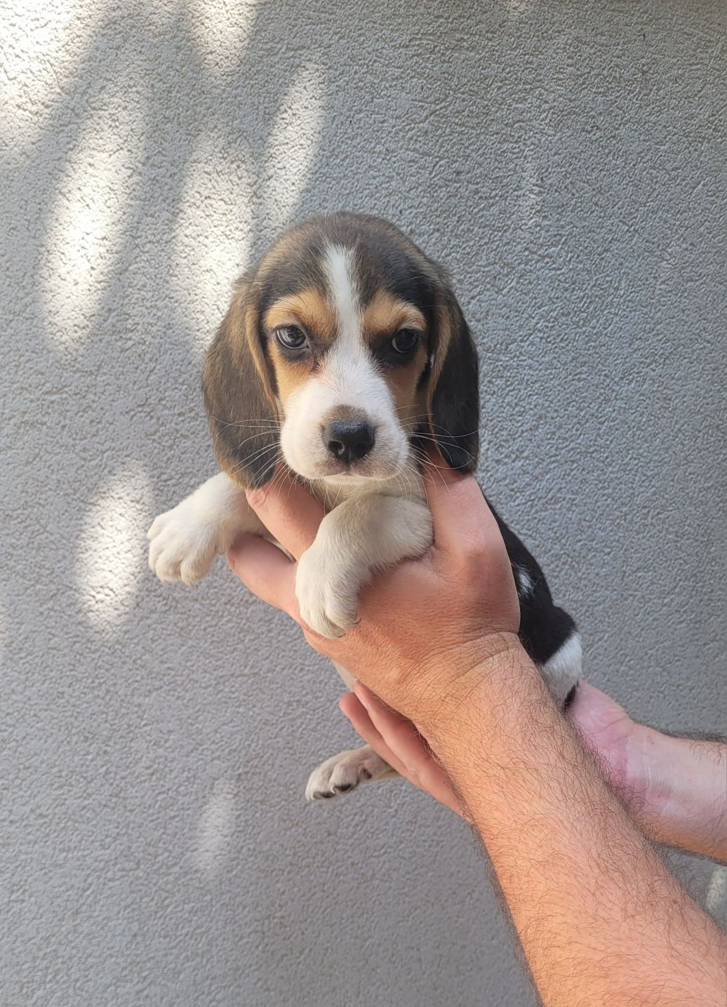 Beagle tricolor femea