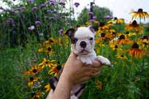 Boston terrier piesek ZKwP/FCI