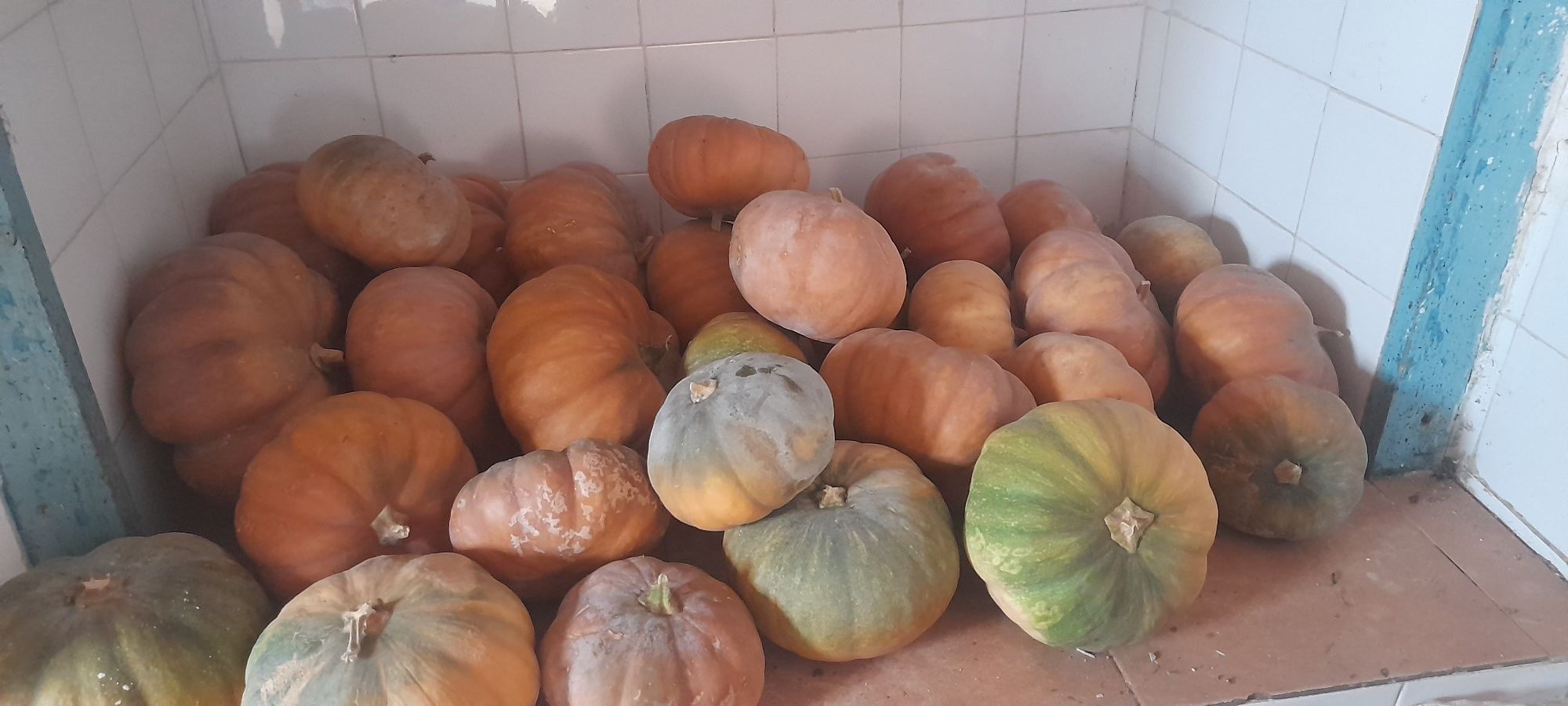 Produtos da horta