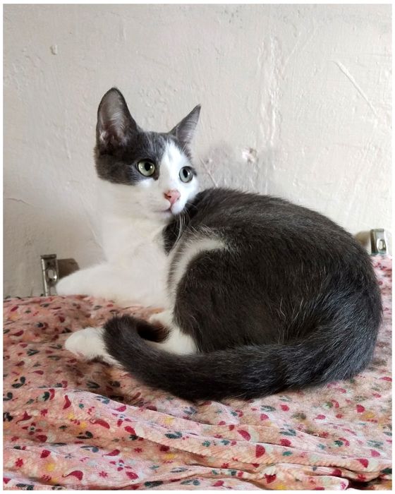 Хлопчик,кошеня,котик,маленький,сіро-білий,ніжний,шукає дім,безкоштовно