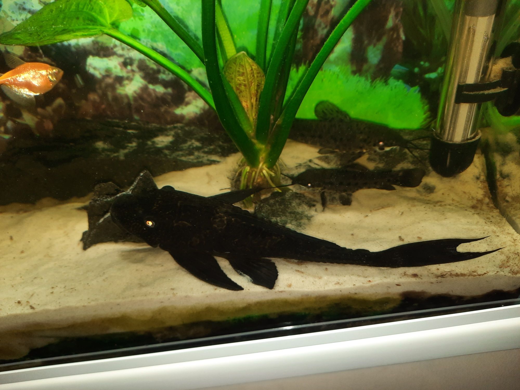 Sprzedam Glonojada około 20cm