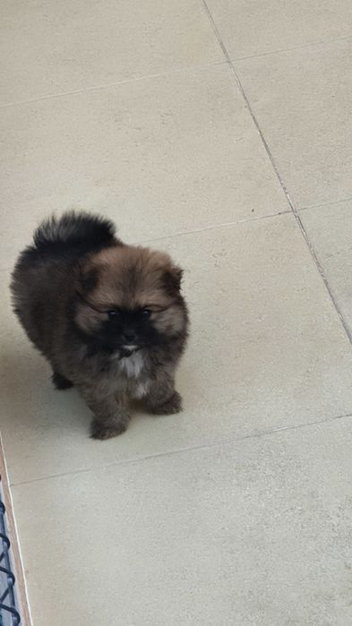 Spitz alemão menino