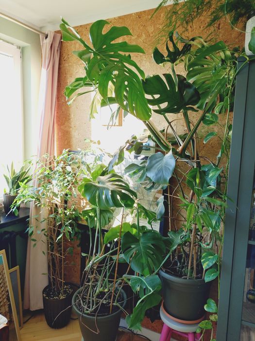 Monstera Deliciosa - dwie sztuki, bardzo duże