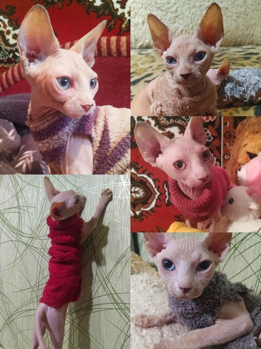 Мои сфинксята голышата.