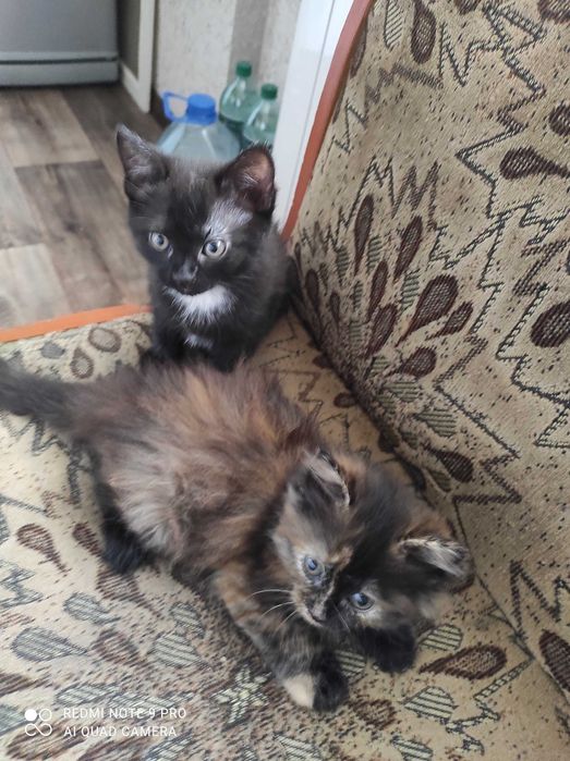 Котята мальчик и девочка
