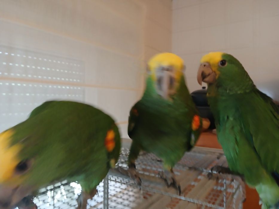 Casal de Amazona oratrix