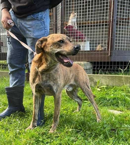 Dunaj- oddam psa, pies szuka domu- adopcja psów ze schroniska