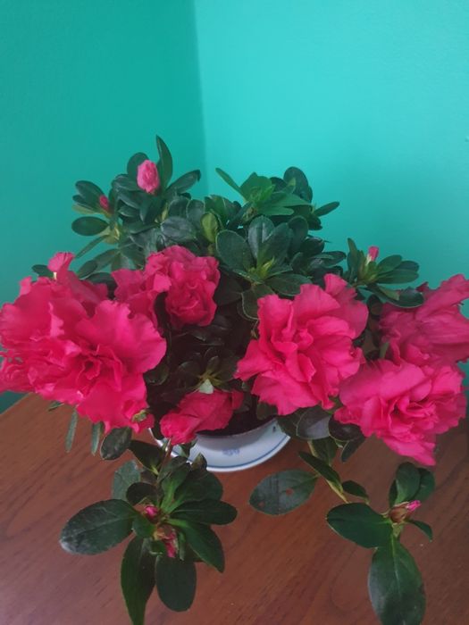 Кімнатна . Азалія, . Аглаонема. Антуріуми. Апобалліс.  Хомаломена. Ком