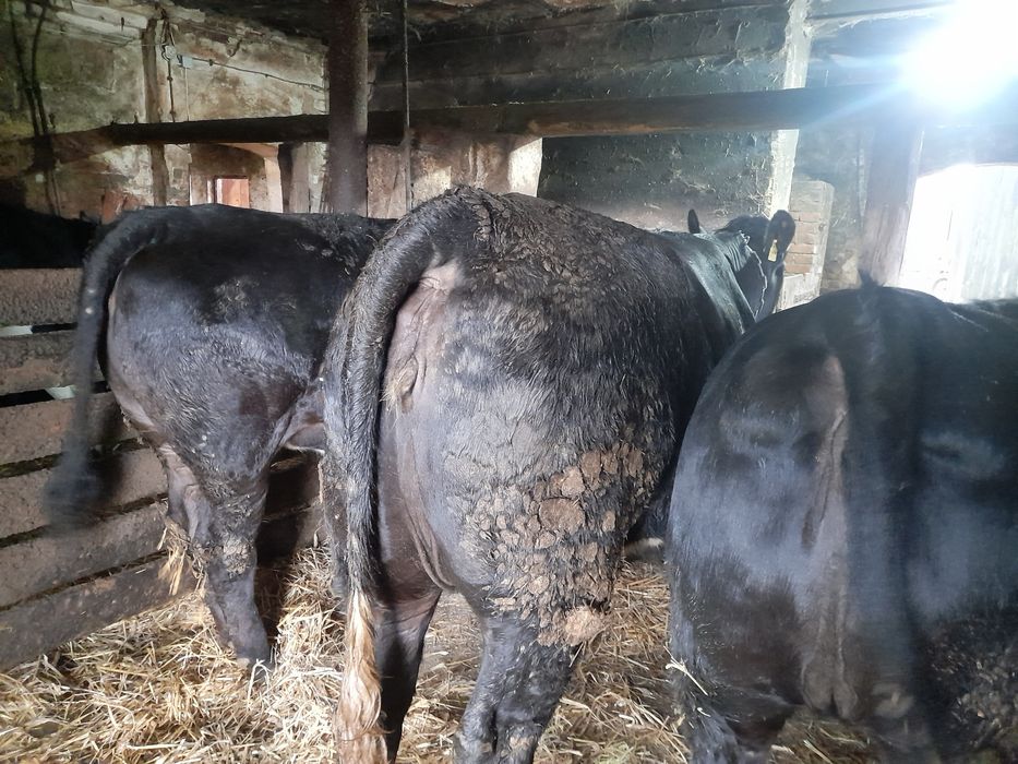 Jałówka wysoko cielna mięsna