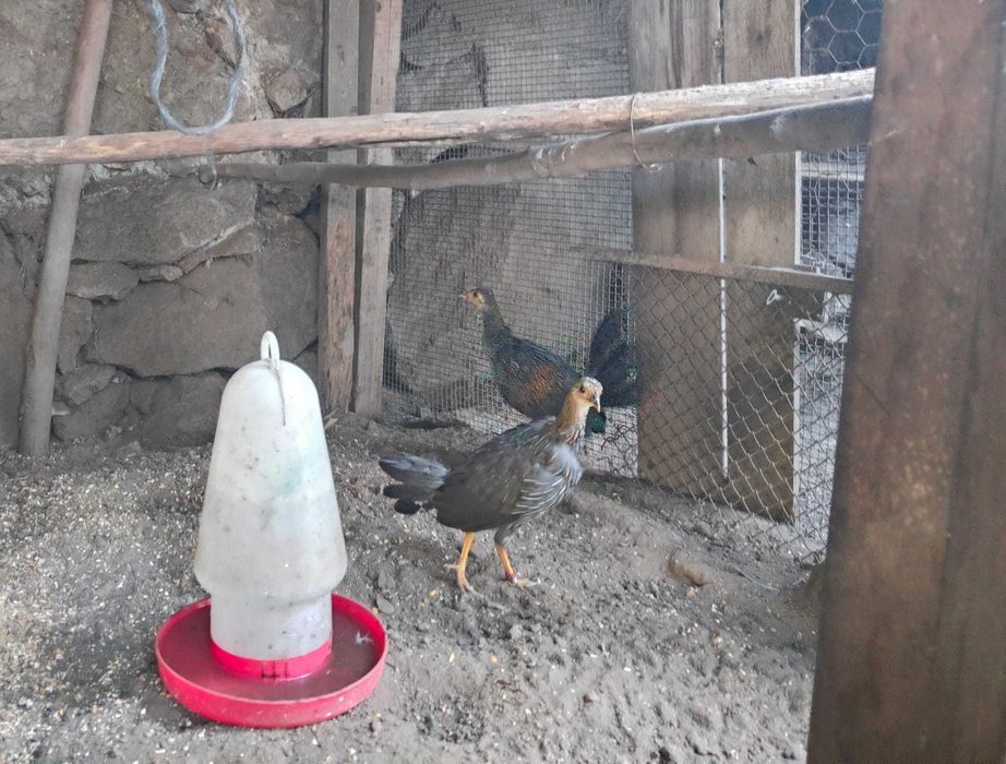 Casal Gallus Sonneratii