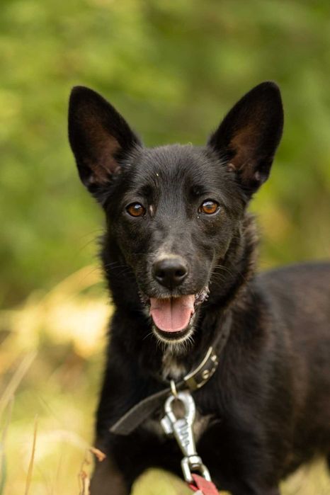 Kochana, zagubiona KIARA szuka domu !! Do adopcji !!