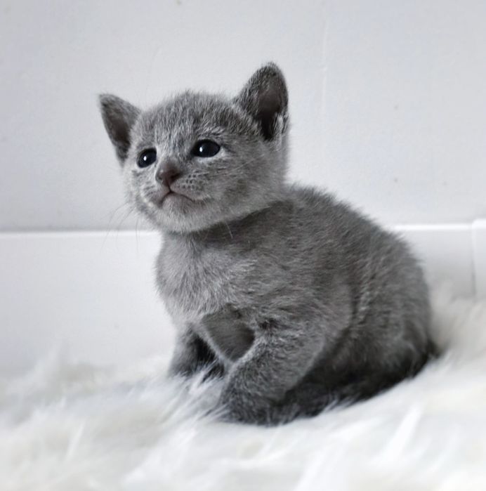 Kocięta koty rosyjskie niebieskie archangielskie