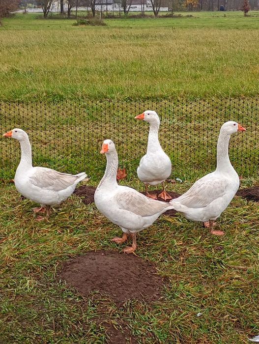 Gęsi kałudzkie (Gęś Gąsior)