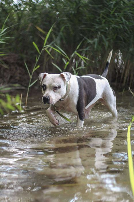 Dziś Lima jest gotowa - szukamy dla niej domu!