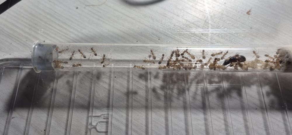 Różne kolonie mrówek