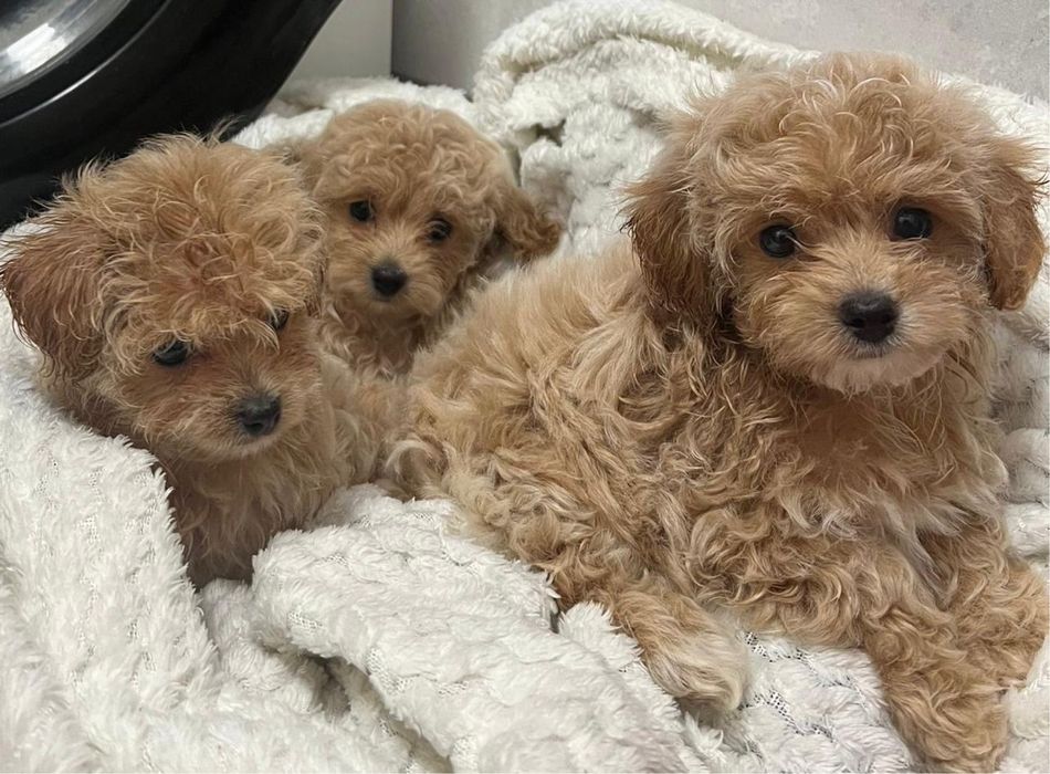 Śliczny Maltipoo