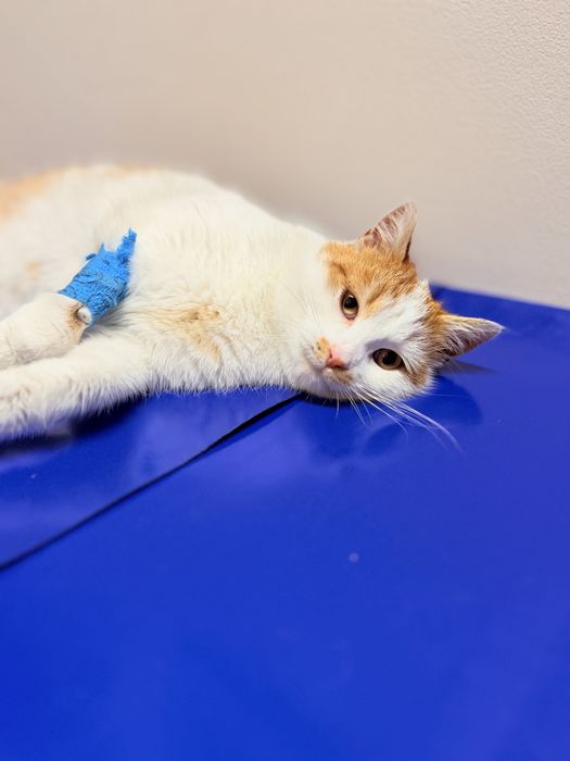 Czeka go ulica? Pilnie poszukiwany dom!