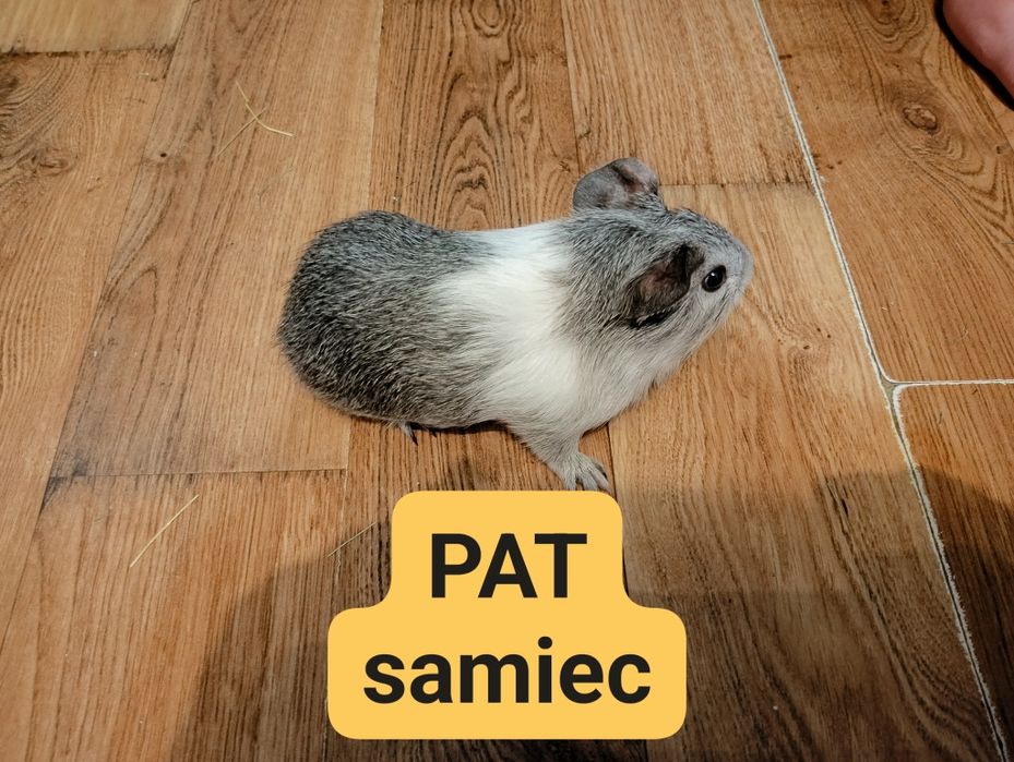 Sprzedam świnki morskie