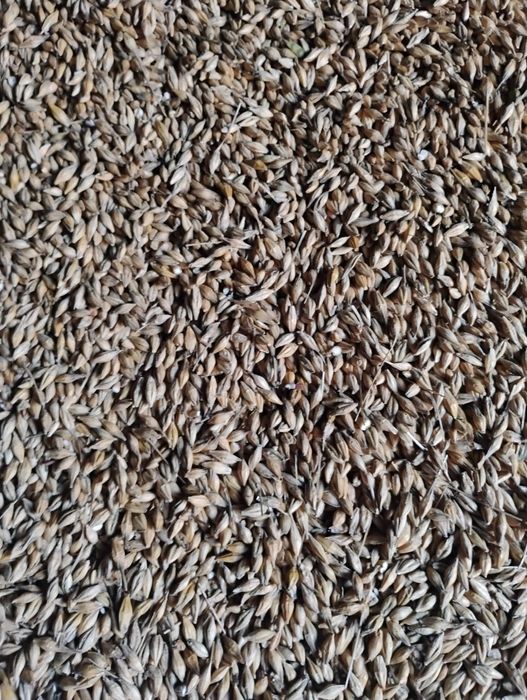 Jęczmień ozimy 2025