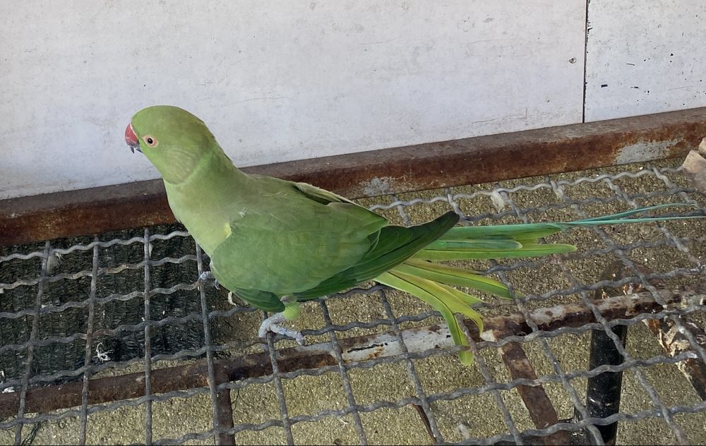Ring Neck femea adulta