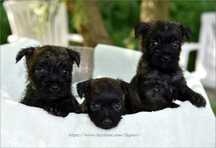 Cairn Terrier - rodowodowa (ZKwP/FCI) suczka po imporcie ze Szwecji