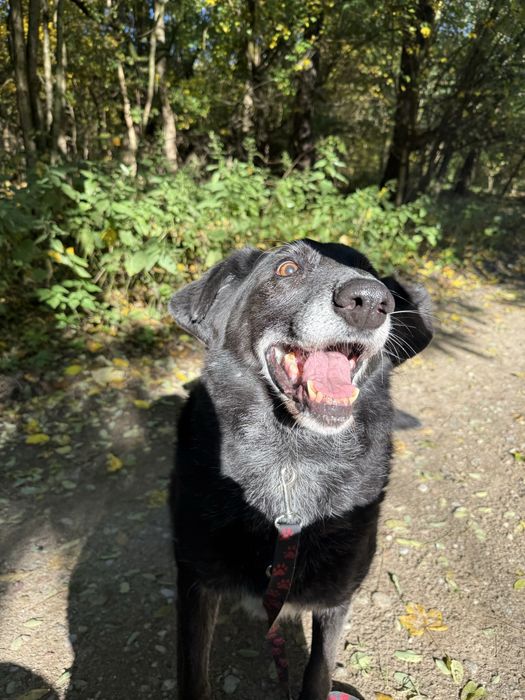 Węgielek – delikatny senior w typie charta szuka domu