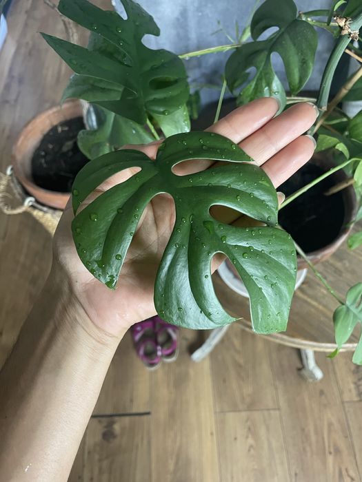 Monstera duża z doniczka