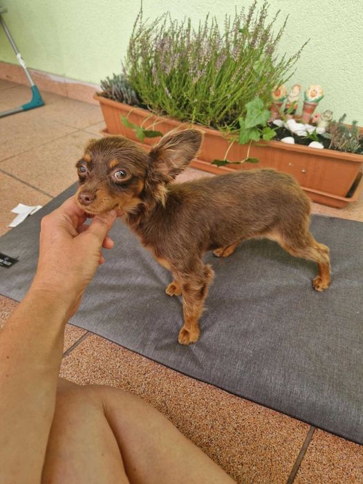 Rosyjski Toy długowłosy piesek