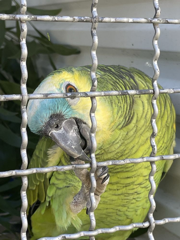Casal Papagaios Aestivas