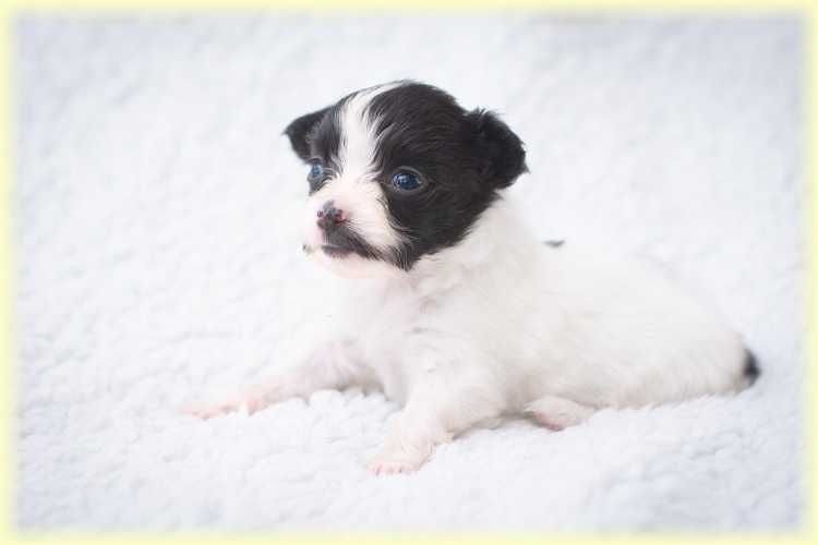 Spaniel kontynentalny miniaturowy papillon suczka ZKwP/FCI