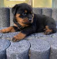 Szczeniak Rottweiler