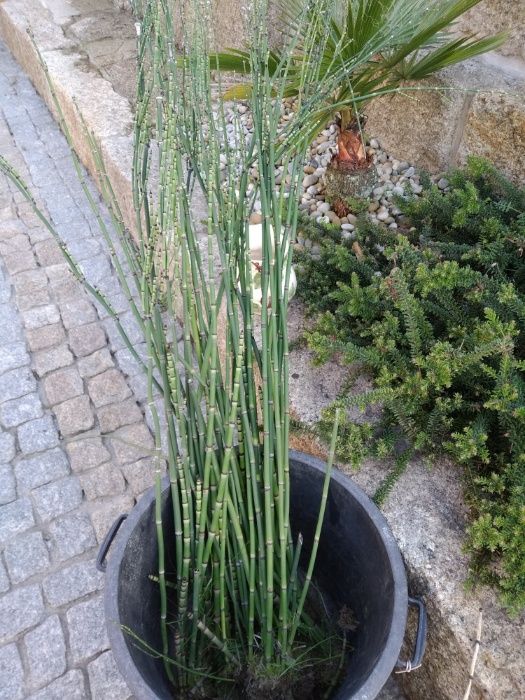 Canas cavalinha  jardim