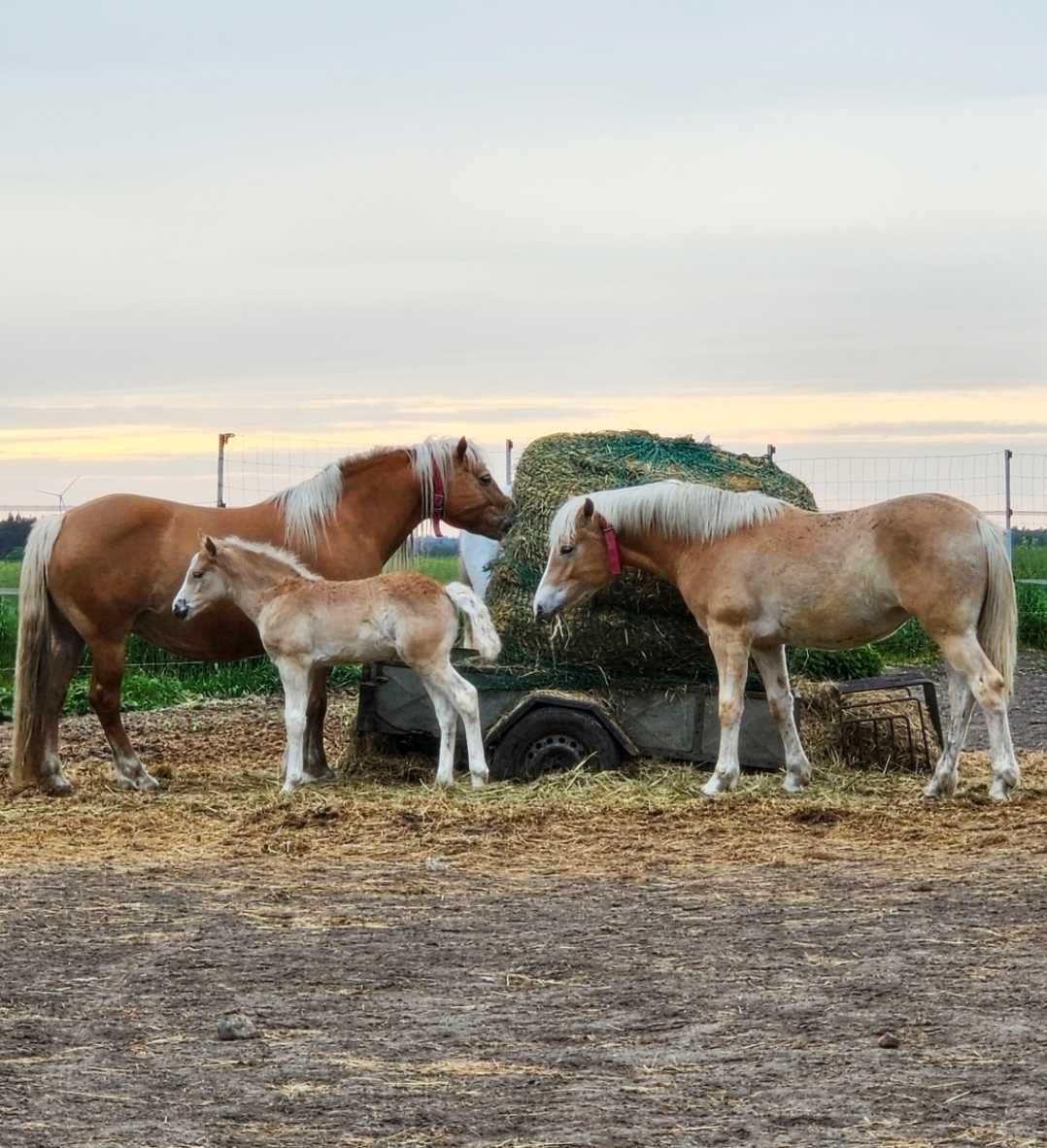 klacz haflinger pełne pochodzenie