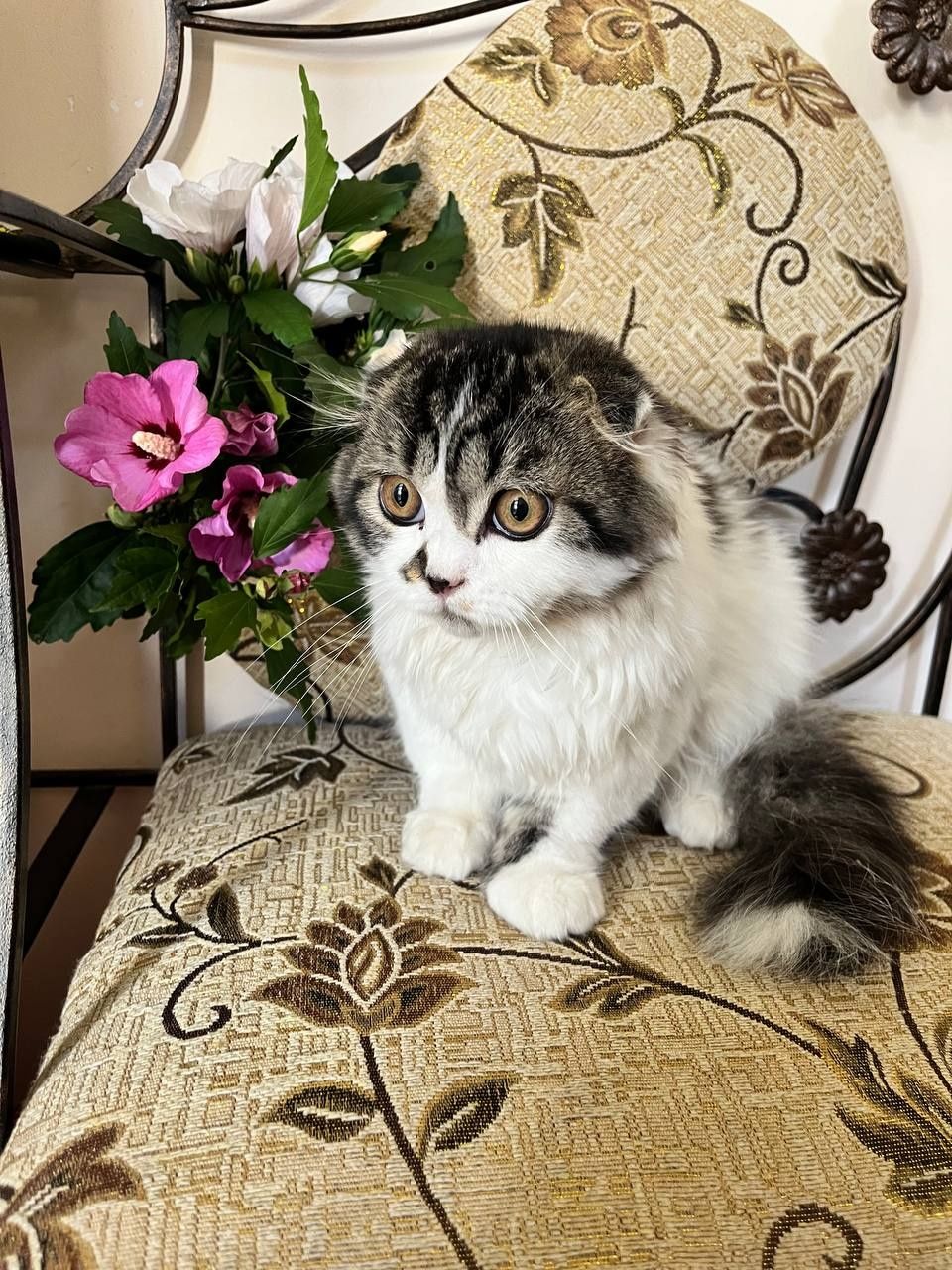 Шотландська висловуха киця