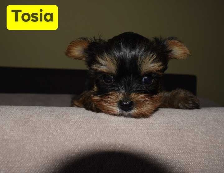 Yorkshire Terrier mała suczka Tosia