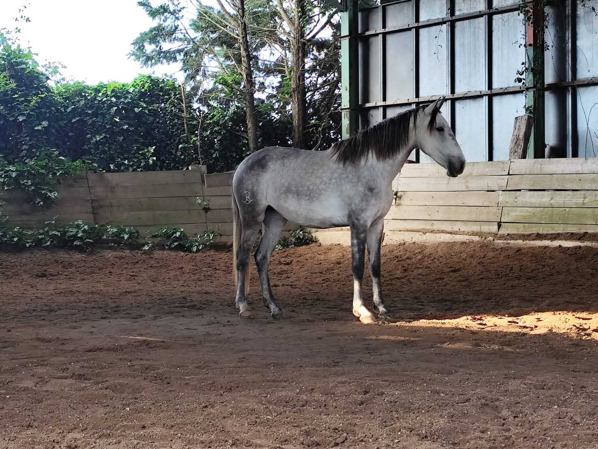 Poldra lusitana 3 anos