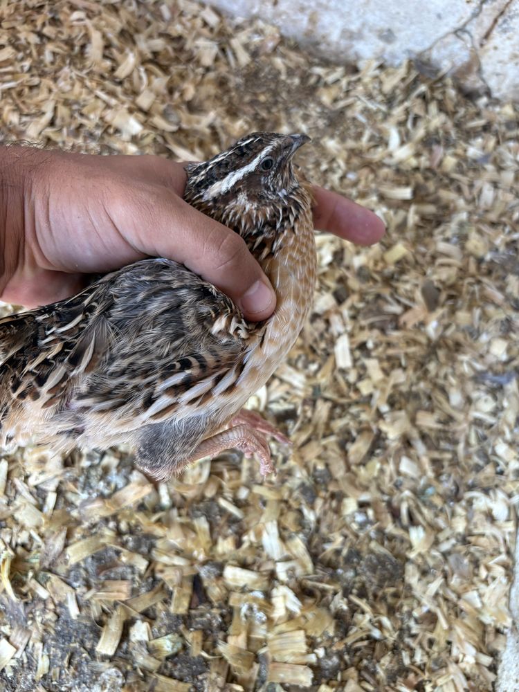 Codornizes e Ovos