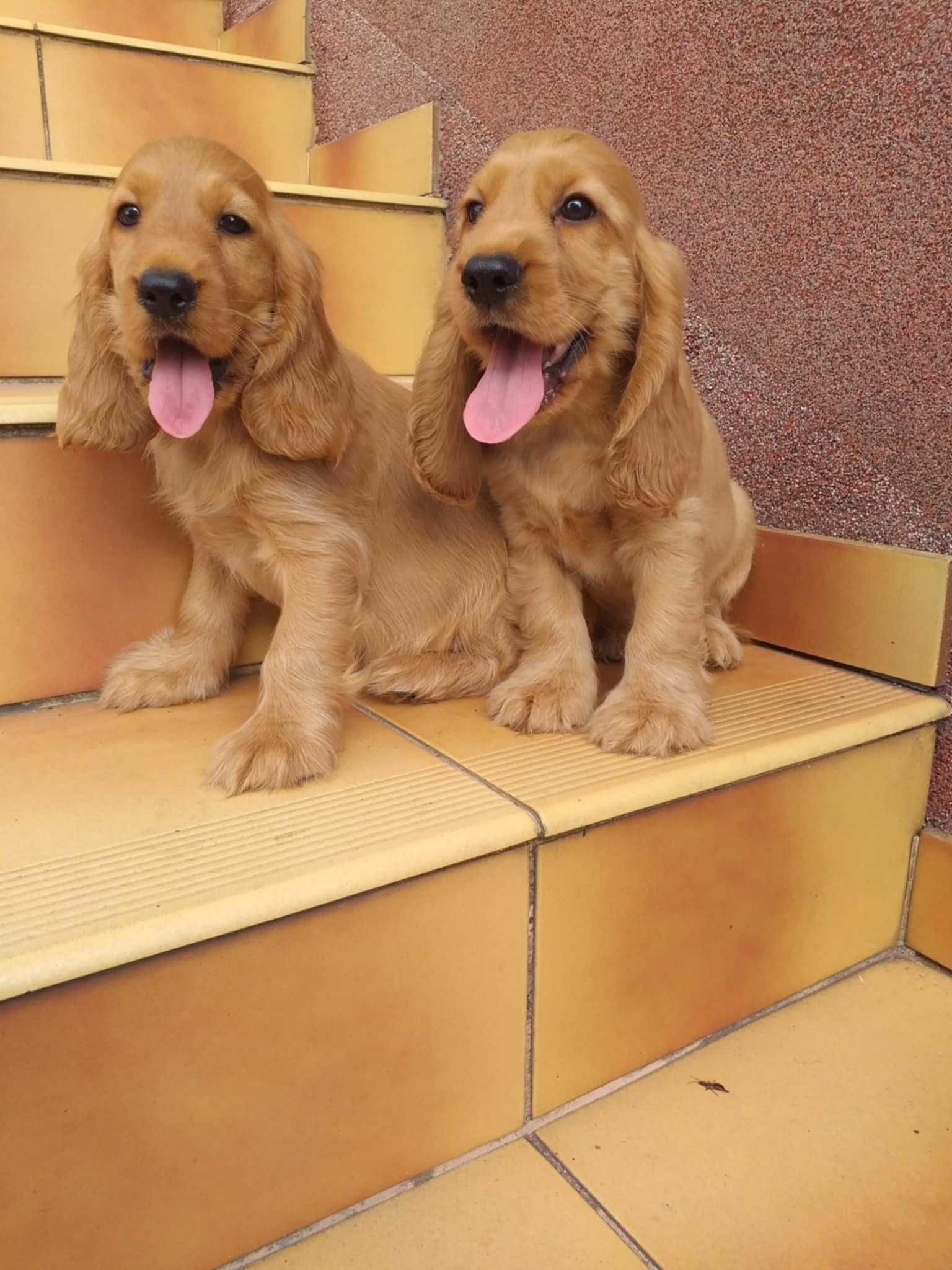 Cocker Spaniel - biszkoptowy