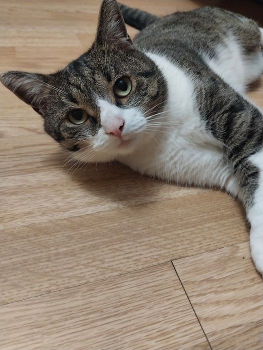 Віддам котика в добрі руки