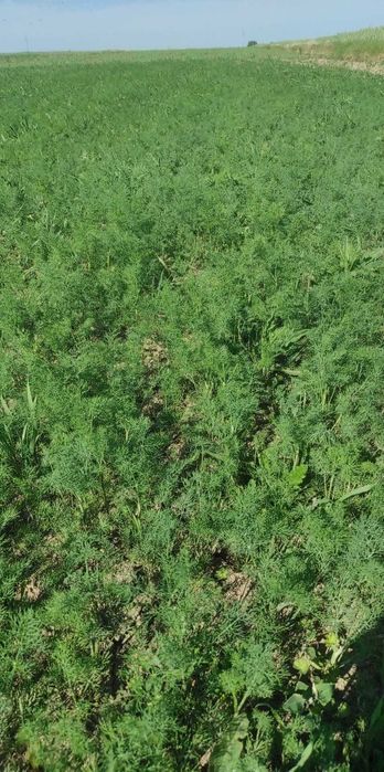 Koper ogrodowy/młody