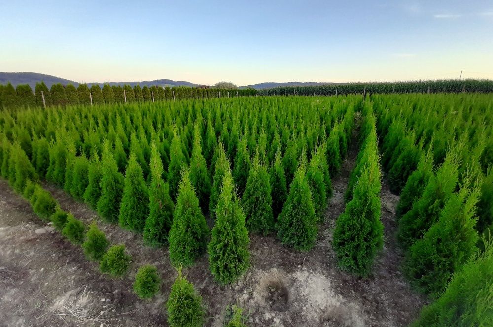 tuja thuja smaragd szmaragd z gruntu 100cm OKAZJA wyprzedaż