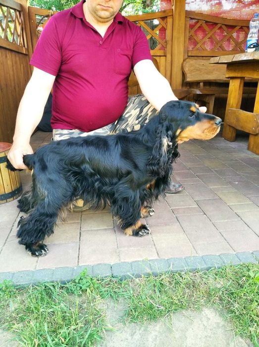 cocker spaniel angielski
