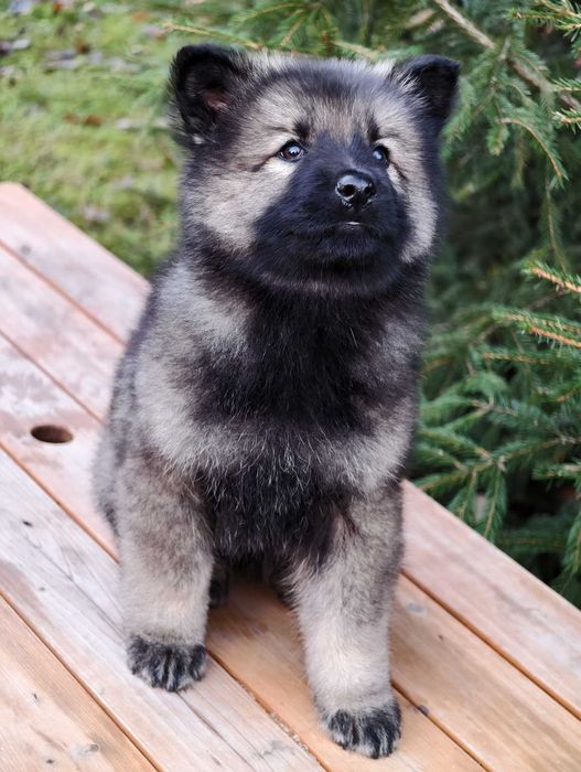 OWCZAREK STARONIEMIECKI Mocna Srebrna suczka! Gotowa do zmiany domu !