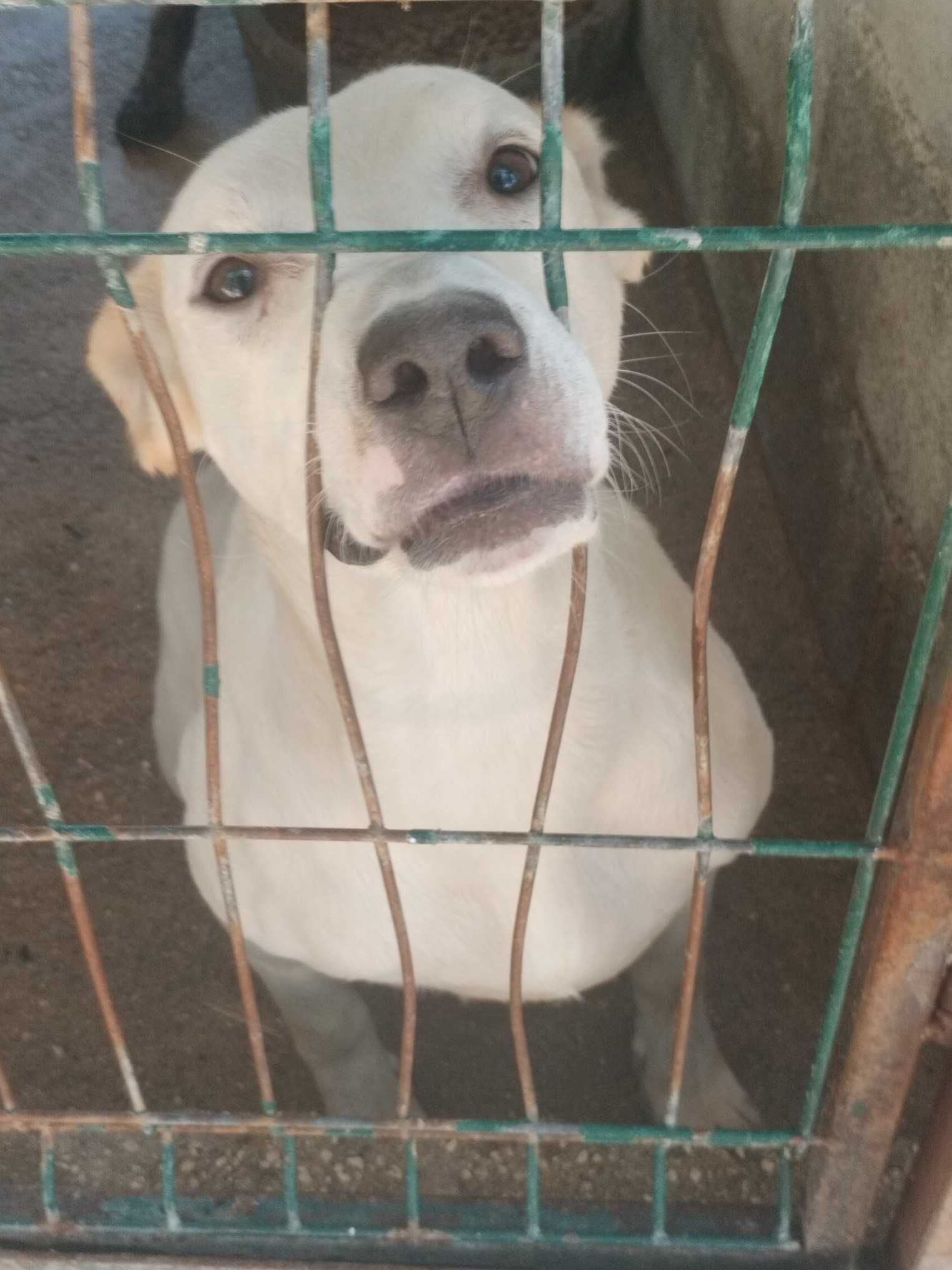 VON DOG (Macho, 30Kg, 10 Anos) Para Adoção
