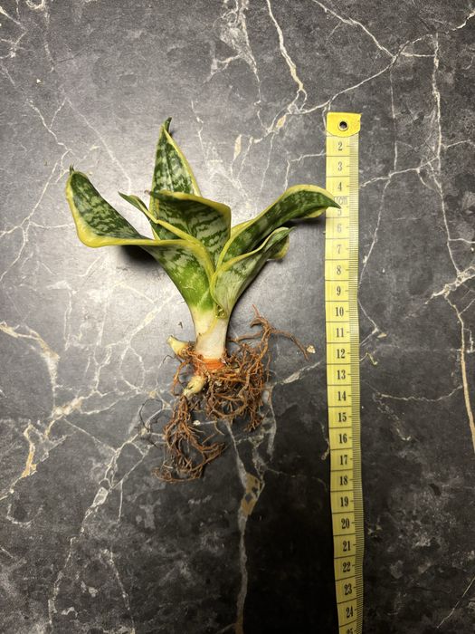 Sansevieria Twister Tsunami