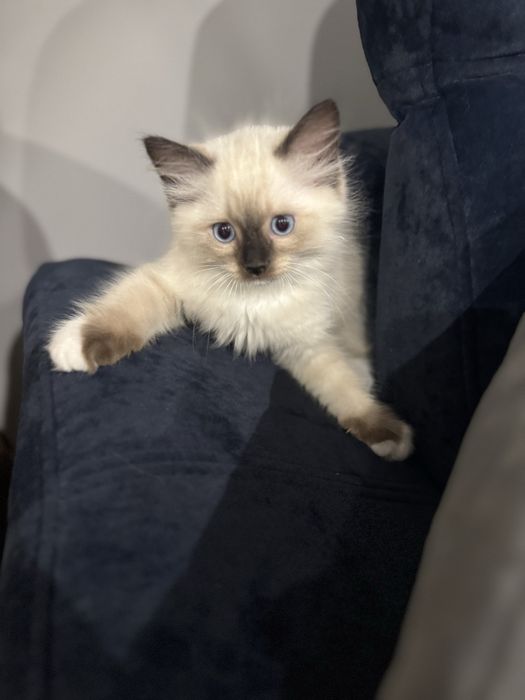 Kot rasy Ragdoll z rodowodem 4 pokoleniowym